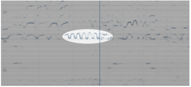 Vibrato shown in the spectrogram